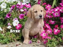 Golden Retriever puppies - Photo 7