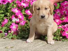 Golden Retriever puppies - Photo 8