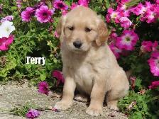 Golden Retriever puppies - Photo 9