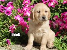 Golden Retriever puppies - Photo 10