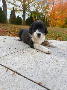 Labrador Retriever x St. Bernard puppies!