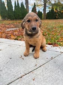 Labrador Retriever x St. Bernard puppies! - Photo 2