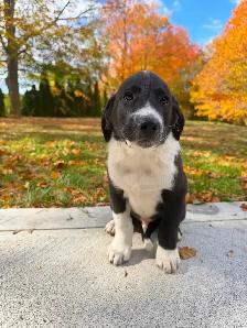 Labrador Retriever x St. Bernard puppies! - Photo 3