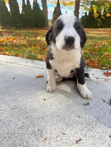Labrador Retriever x St. Bernard puppies! - Photo 4