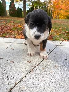 Labrador Retriever x St. Bernard puppies! - Photo 5