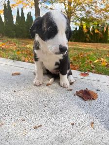 Labrador Retriever x St. Bernard puppies! - Photo 6