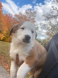 Labrador Retriever x St. Bernard puppies! - Photo 7