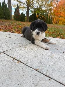 Labrador Retriever x St. Bernard puppies! - Photo 8