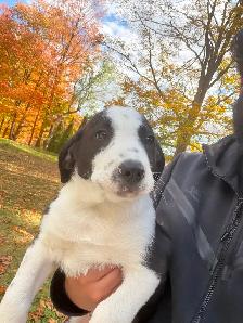 Labrador Retriever x St. Bernard puppies! - Photo 9