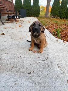 Labrador Retriever x St. Bernard puppies! - Photo 10
