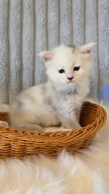 PURE BREED MAINE COON KITTENS - Photo 2