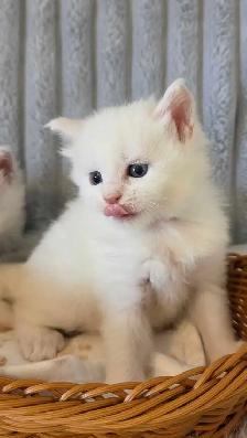 PURE BREED MAINE COON KITTENS - Photo 3
