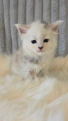 PURE BREED MAINE COON KITTENS - Photo 4