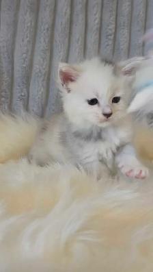PURE BREED MAINE COON KITTENS - Photo 5