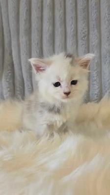PURE BREED MAINE COON KITTENS - Photo 6