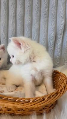 PURE BREED MAINE COON KITTENS - Photo 7