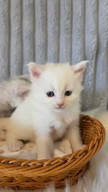 PURE BREED MAINE COON KITTENS - Photo 8