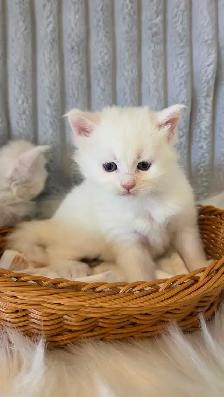 PURE BREED MAINE COON KITTENS - Photo 9