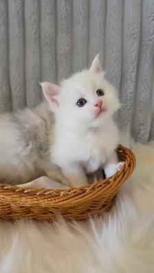 PURE BREED MAINE COON KITTENS - Photo 10