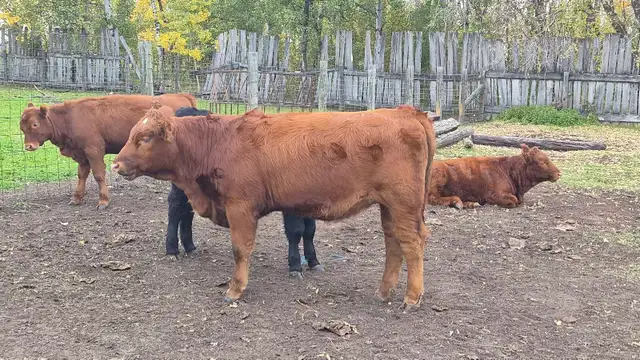 Quality Calves