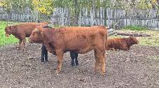 Quality Calves