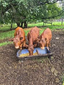 Quality Calves - Photo 2