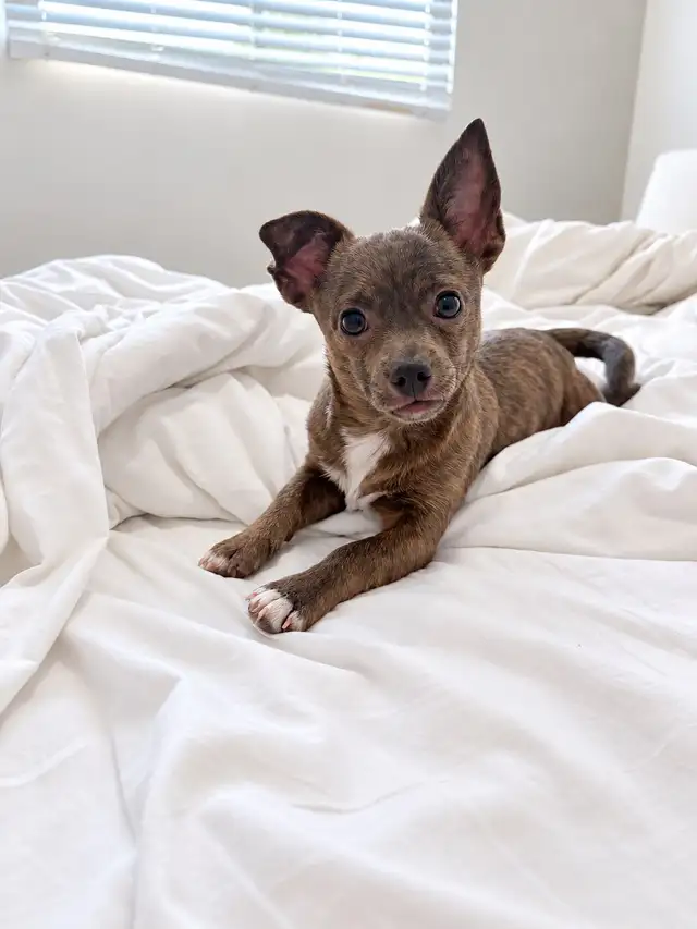 Chihuahua Puppy Available