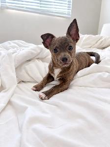 Chihuahua Puppy Available