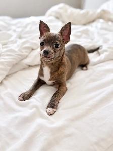 Chihuahua Puppy Available - Photo 2