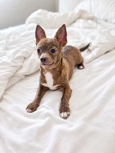 Chihuahua Puppy Available - Photo 3