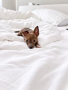Chihuahua Puppy Available - Photo 4