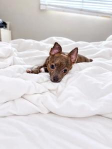 Chihuahua Puppy Available - Photo 5