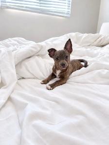Chihuahua Puppy Available - Photo 6