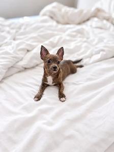 Chihuahua Puppy Available - Photo 7