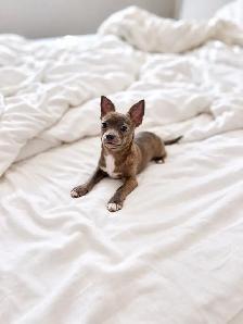 Chihuahua Puppy Available - Photo 8