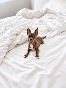 Chihuahua Puppy Available - Photo 9