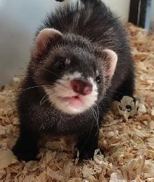 baby ferrets - Photo 2