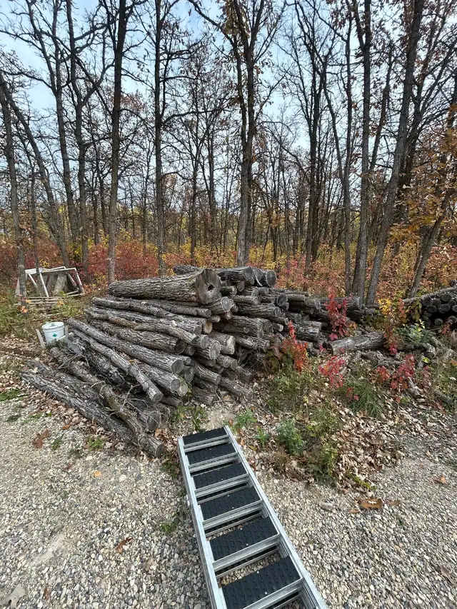 Oak Logs 8’