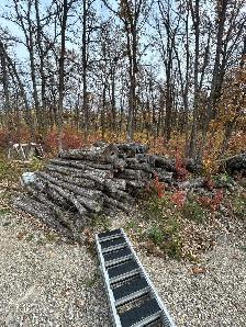 Oak Logs 8’