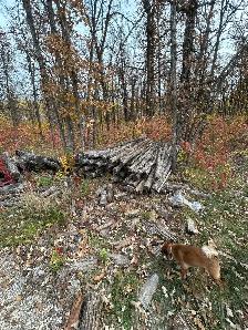 Oak Logs 8’ - Photo 2