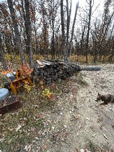 Oak Logs 8’ - Photo 3