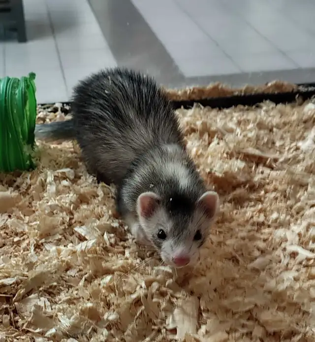 baby ferrets