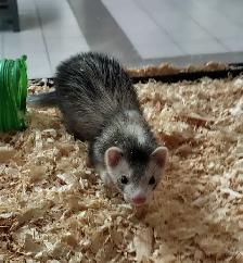 baby ferrets