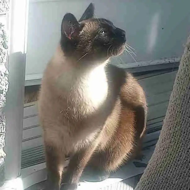 siamese cat