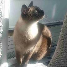 siamese cat