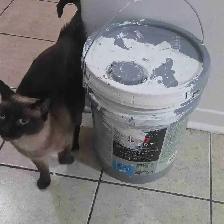 siamese cat - Photo 2