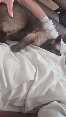 siamese cat - Photo 3