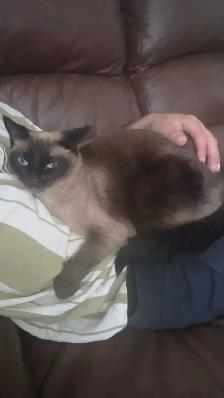 siamese cat - Photo 4