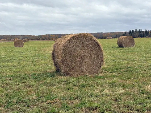 Hay for sale