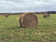 Hay for sale